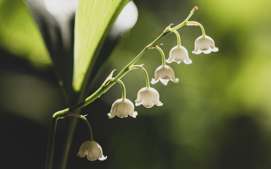 Guided Meditation: Coming Back to the Breath (19:06 min.)