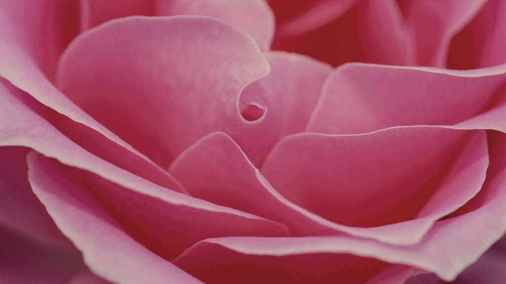 Part 1 Beyond The Fear Body Tara Brach