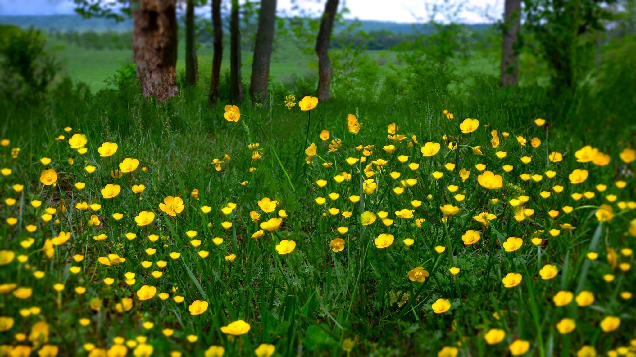 Meditation: The Space of Awareness