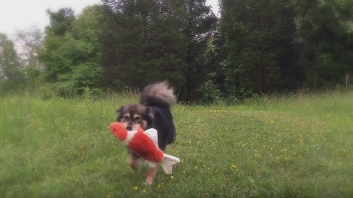 Happy for No Reason: A Dog and Her Fish - Happiness