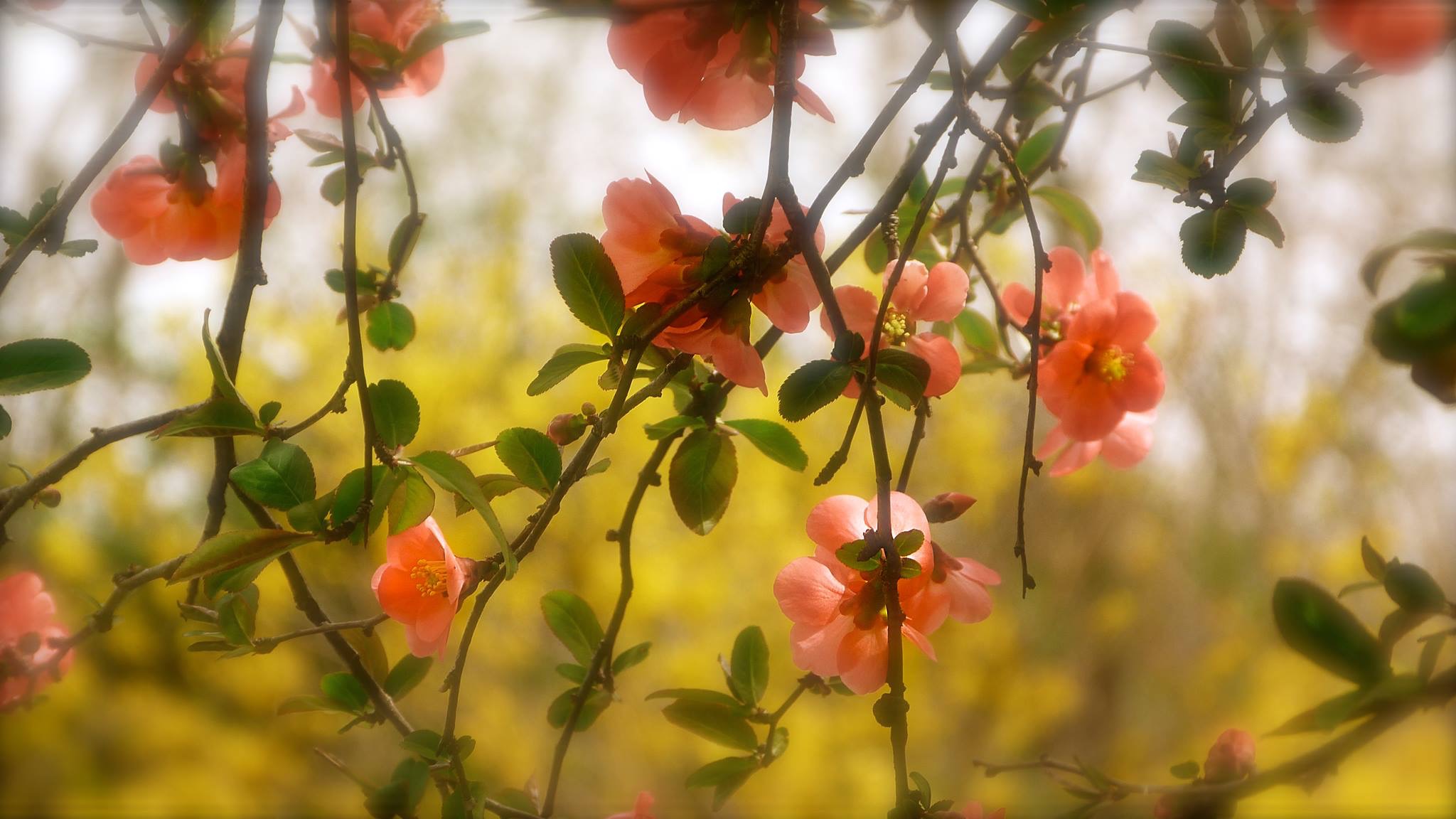 Brief Meditation: Arriving in Mindful Presence (1 min)