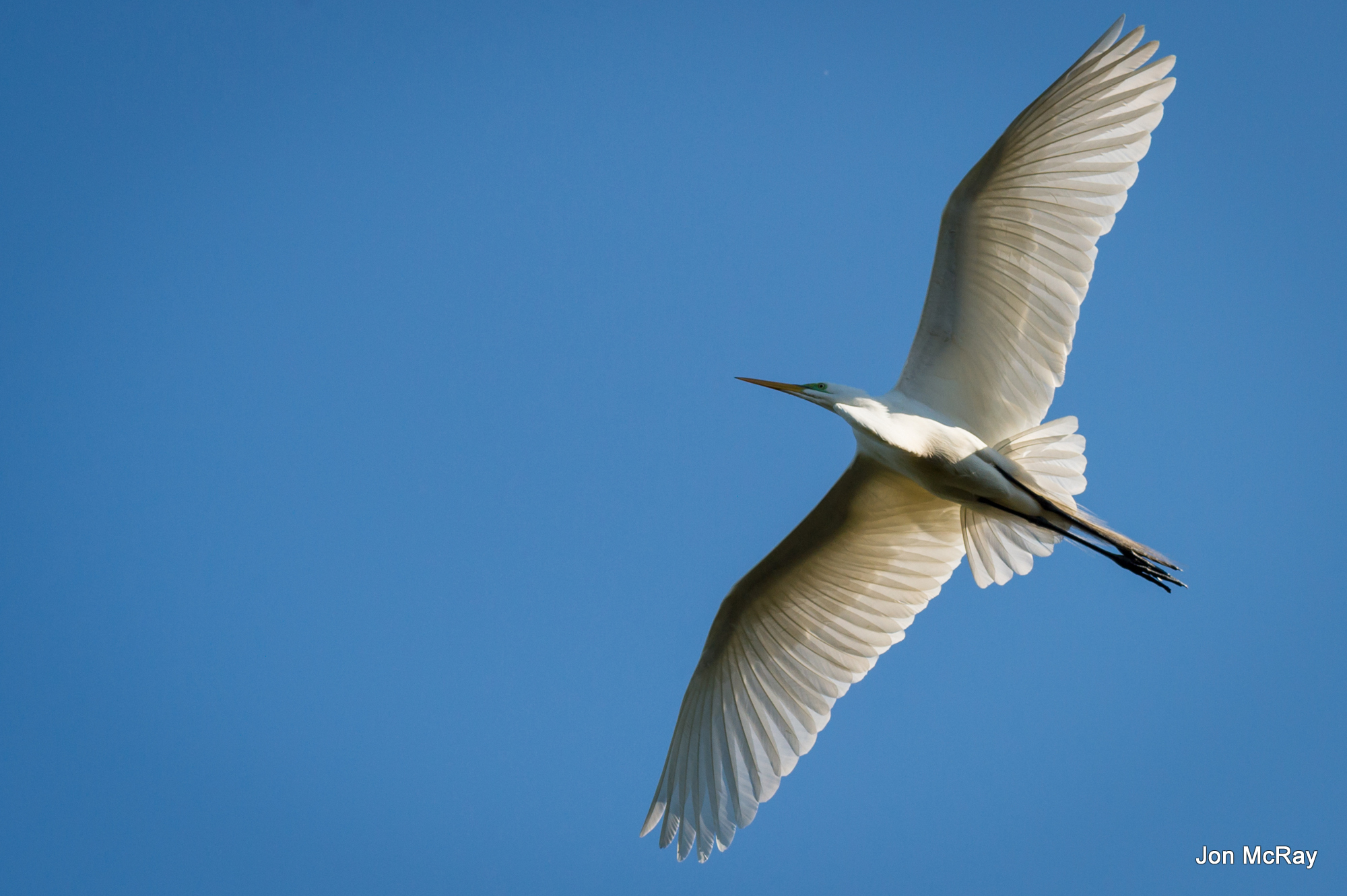 That Bird Got My Wings – Mindfulness & Heartfulness