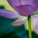 Part 1 – The Jewel in the Lotus: Cultivating Compassion