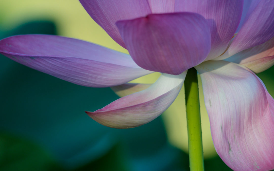 Part 1 – The Jewel in the Lotus: Cultivating Compassion