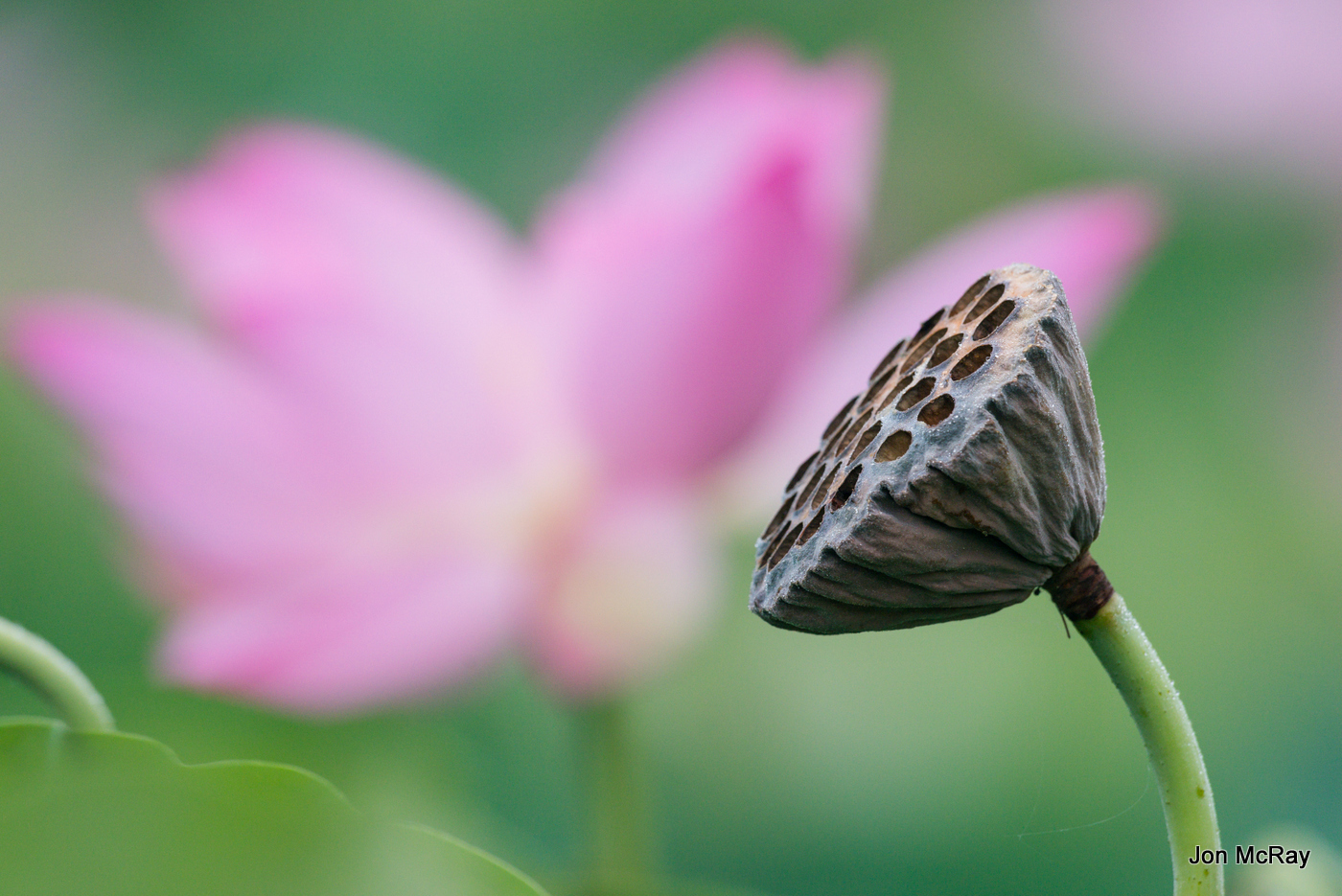 Reflection: Deepening the Truths We Share (8:32 min)