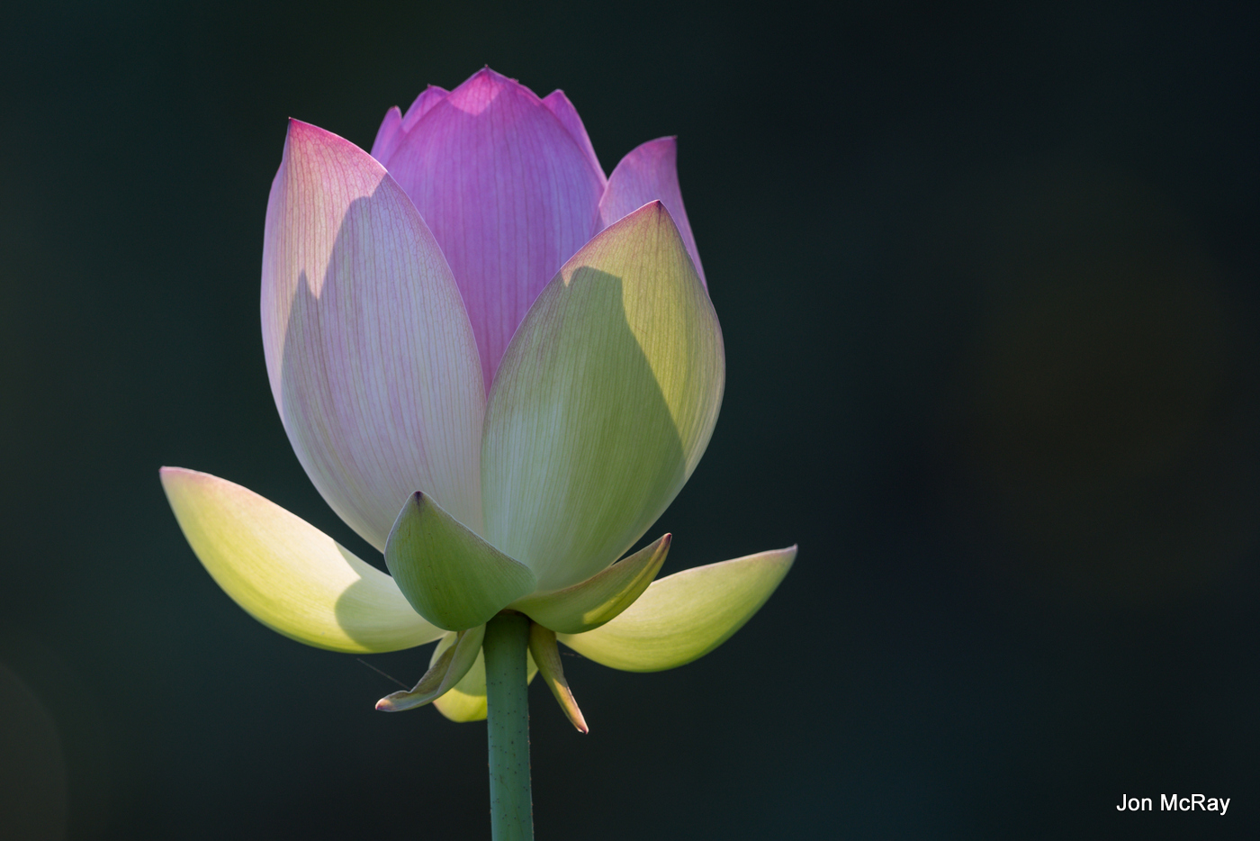 Meditation: Relaxing Back into Presence (11:56 min)