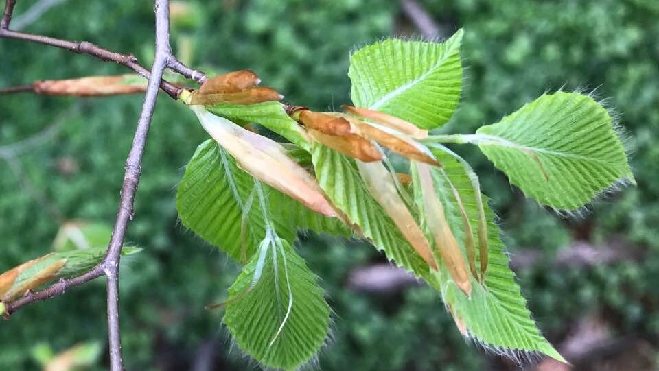 Meditation: The Heartspace That is Home (21:49 min)