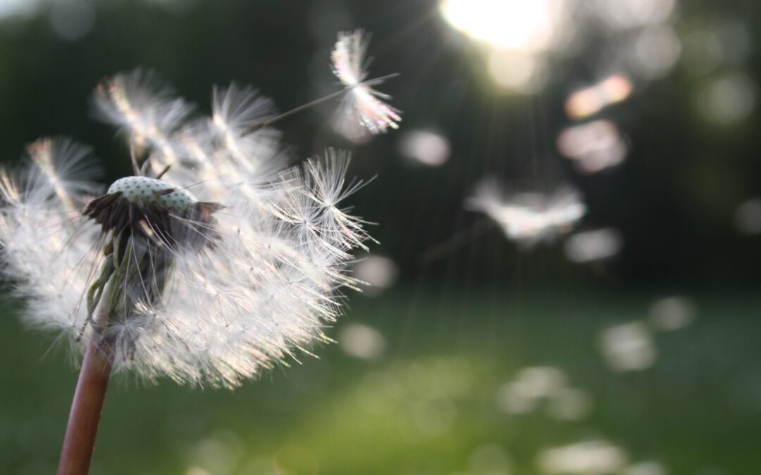 Meditation: Breathing Our Way to Peace & Freedom (19:01 min.)