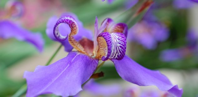 Meditation Radical Acceptance Of Pain Japanese 痛みを根本から容認する瞑想 Tara Brach