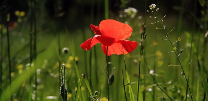 Meditation: Aliveness and Presence (20:02 min.)