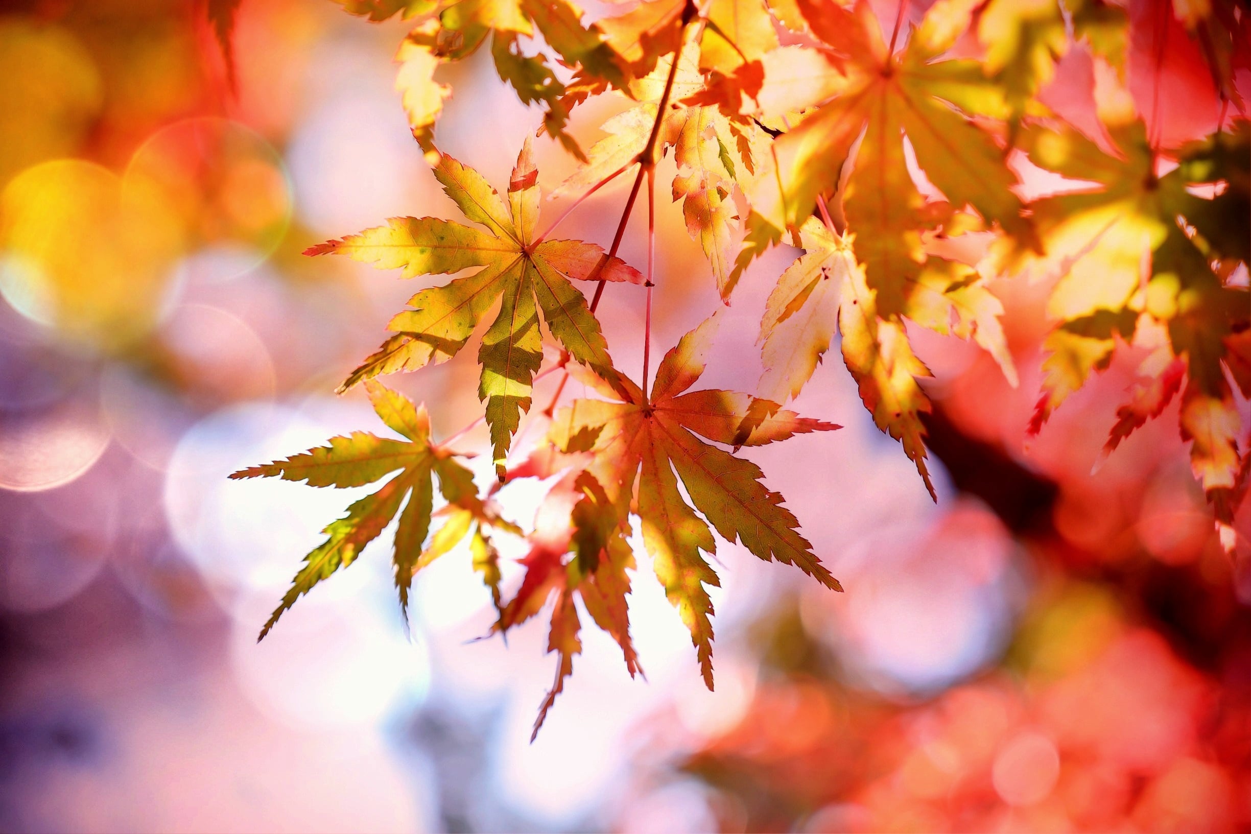 cocoparisienne-maple-2135514 Guided Meditation: Arriving in Open Presence