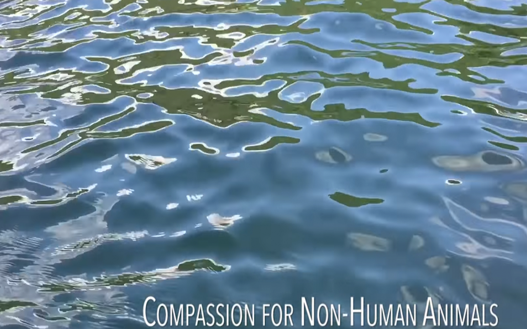 Tara Talks: Compassion toward Non-Human Animals (11:39  min.)