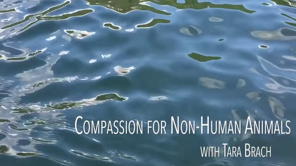 Tara Talks: Compassion toward Non-Human Animals (11:39 min.)