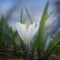 Meditation: Saying Yes to Reality