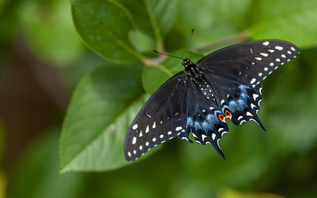 Meditation: Letting Go (20:23 min.)