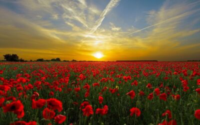 Meditation: Calling on Loving Presence (19:05 min)