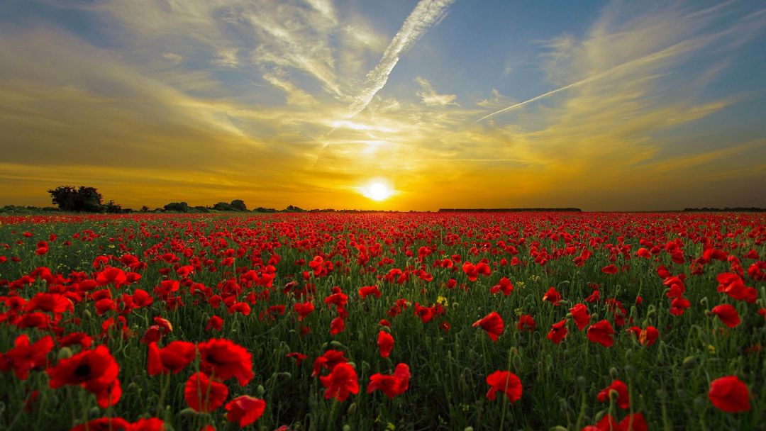 Meditation: Calling on Loving Presence (19:05 min)