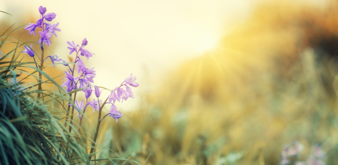 Meditation: Être Un Témoin Bienveillant