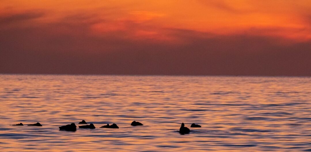 Namaste: Honoring the Light in All Beings