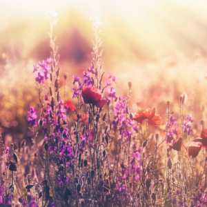 Talks Audio Video Tara Brach