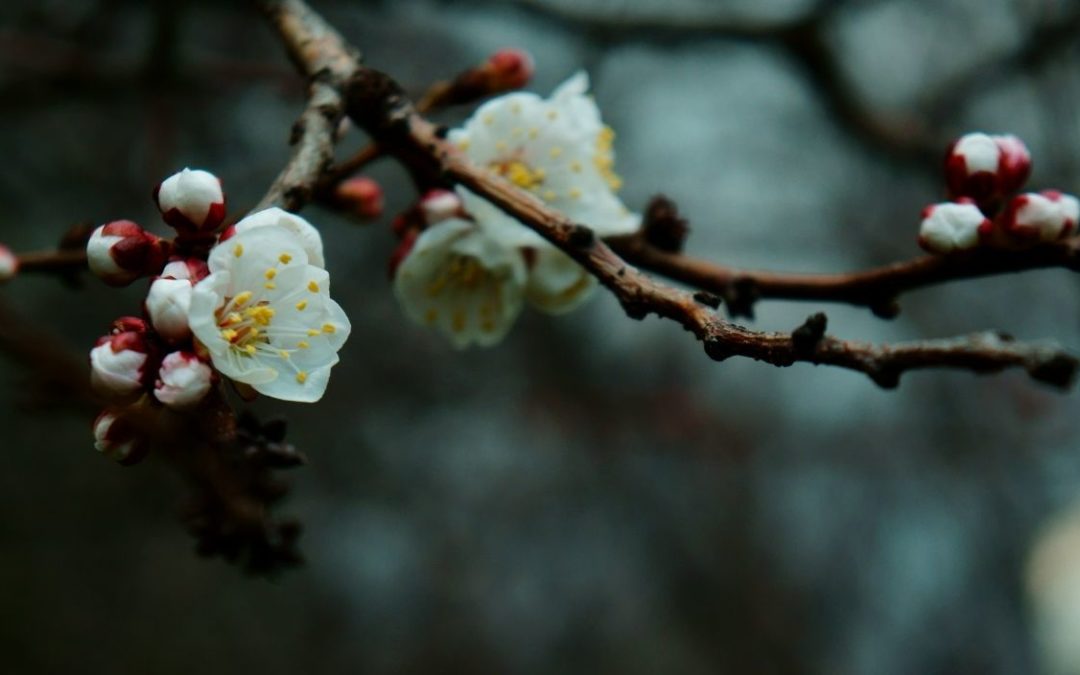 Meditation: Silence, Presence and Care (21:05 min.)