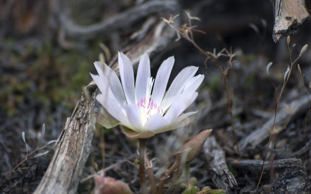 Meditation: Spacious, Clear Awareness (22:42 min.)