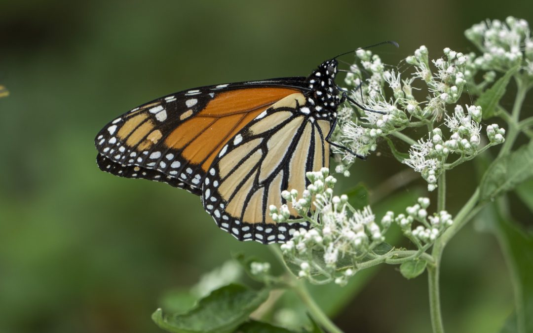 Meditation: Breath by Breath (22:37 min.)