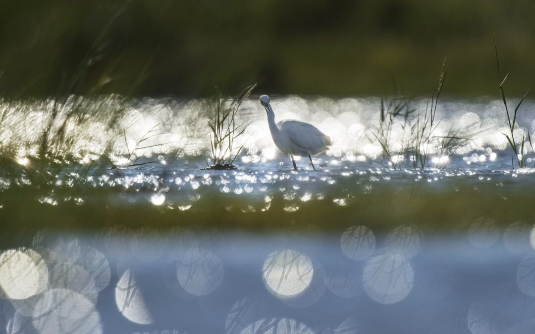 Meditation: Opening to the River of Aliveness (17:53 min.)