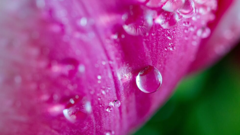 Meditation: Befriending Fear with RAIN (15 min.)