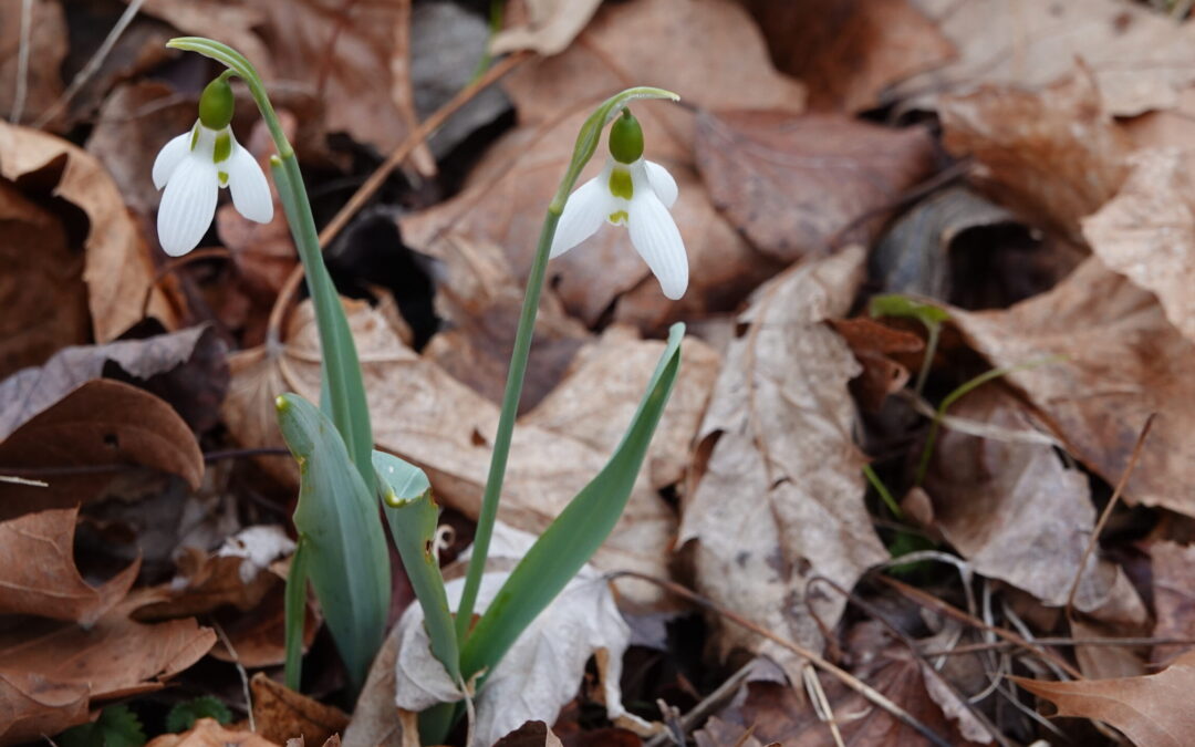 Meditation: Refuge in Living Presence (22:18 min.)