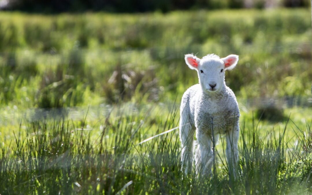 Meditation: Cultivating a Gentle, Kind Attention (19:27 min.)