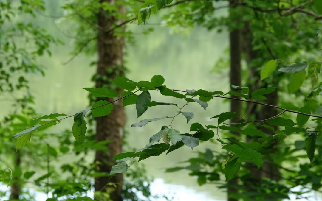 Meditation: Relaxing Open into Full Presence (21:59 min.)