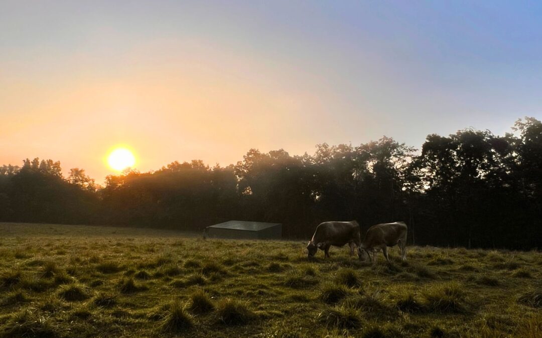 Meditation: Entering Heartspace with the “Smile-Down” (18:40 min.)