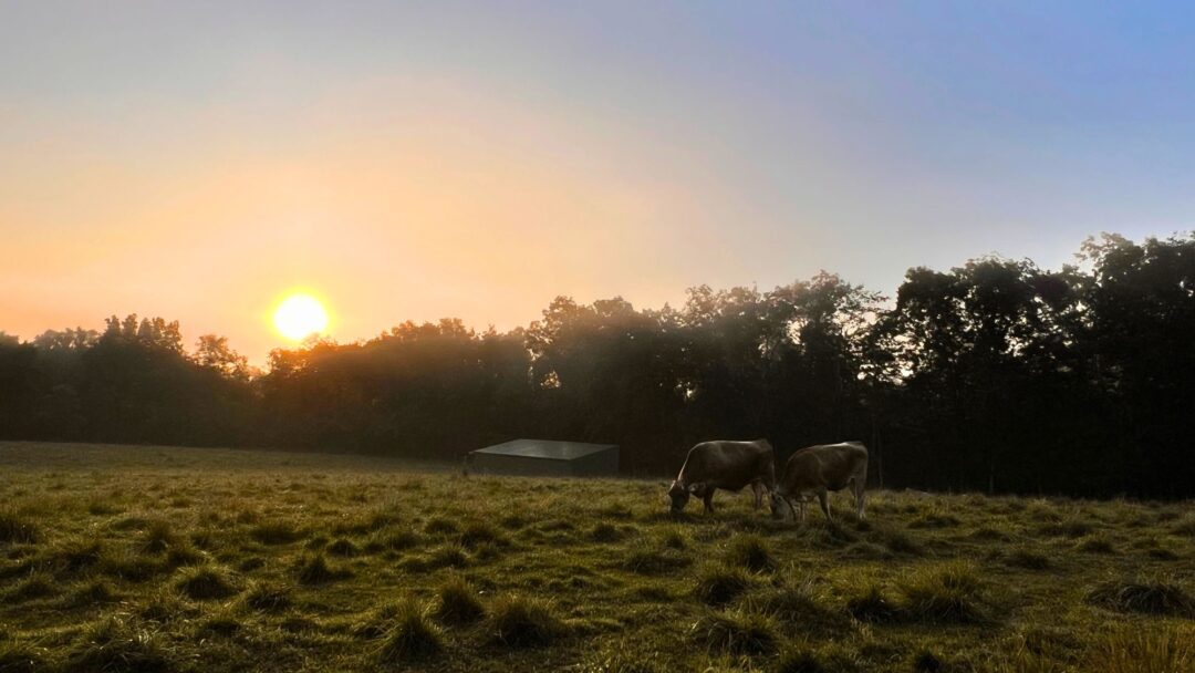Meditation Entering Heartspace with the “Smile-Down” (1840 min.)
