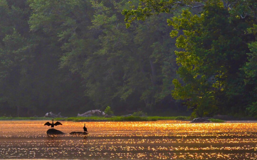 Meditation: In the Body (20:29 min.)
