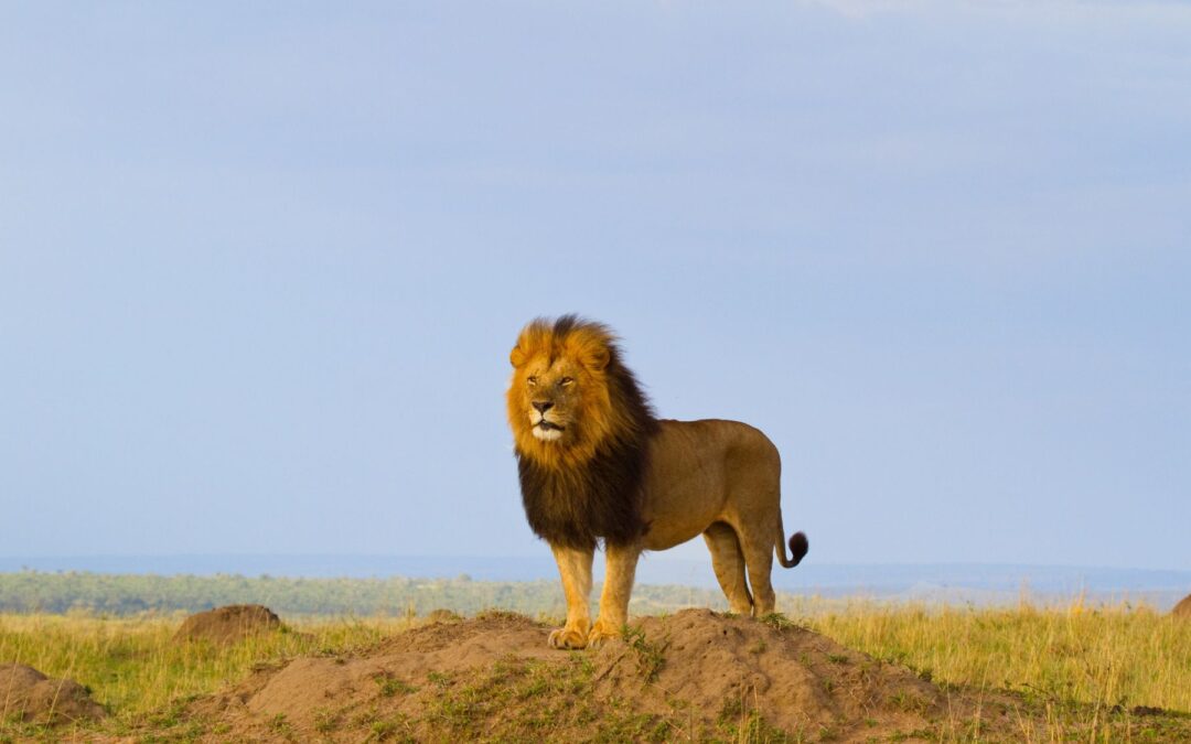 Spiritual Audacity: The Lion’s Roar of the Heart