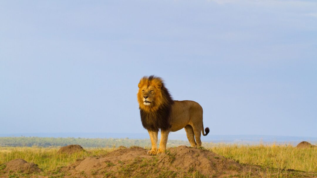 Spiritual Audacity The Lion's Roar of the Heart