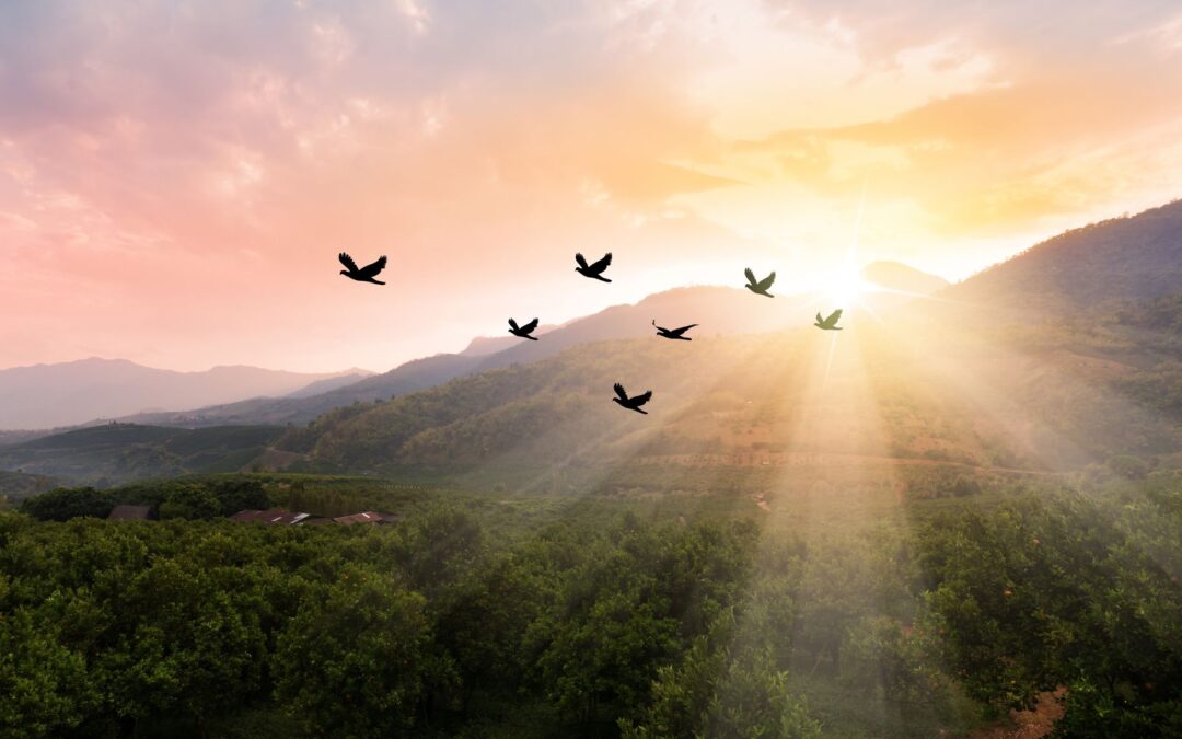 Meditation: The Power of the Sacred Pause — Clearing to Remember Heartspace (6:56 min)