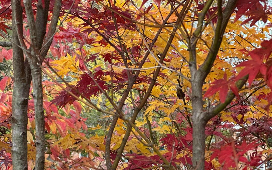 Clearing Space for Spirit: A Conversation with Tara Brach & Patty Morrissey