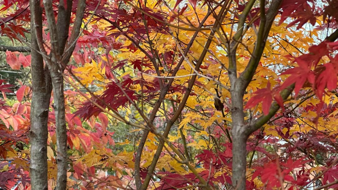 Clearing Space for Spirit A Conversation with Tara Brach & Patty Morrissey