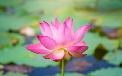 The Liberating Power of Conscious Intention – Part 1