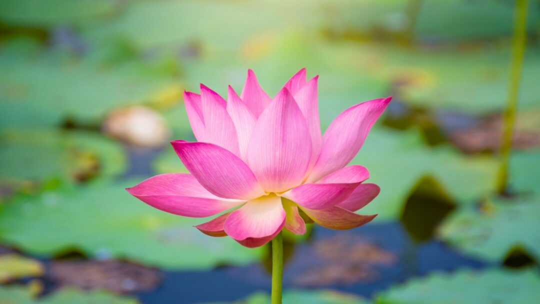 The Liberating Power of Conscious Intention – Part 1 The Liberating Power of Conscious Intention - Part 1