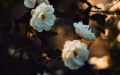 Meditation: Awakening Our Full Aliveness (21:30 min.)