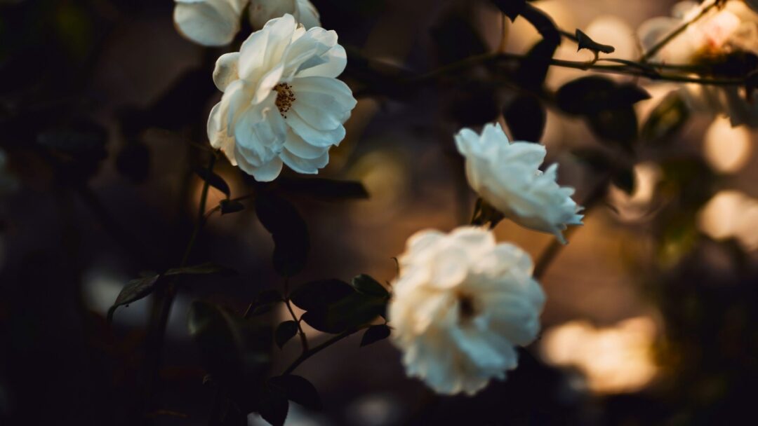 Awakening Our Full Aliveness