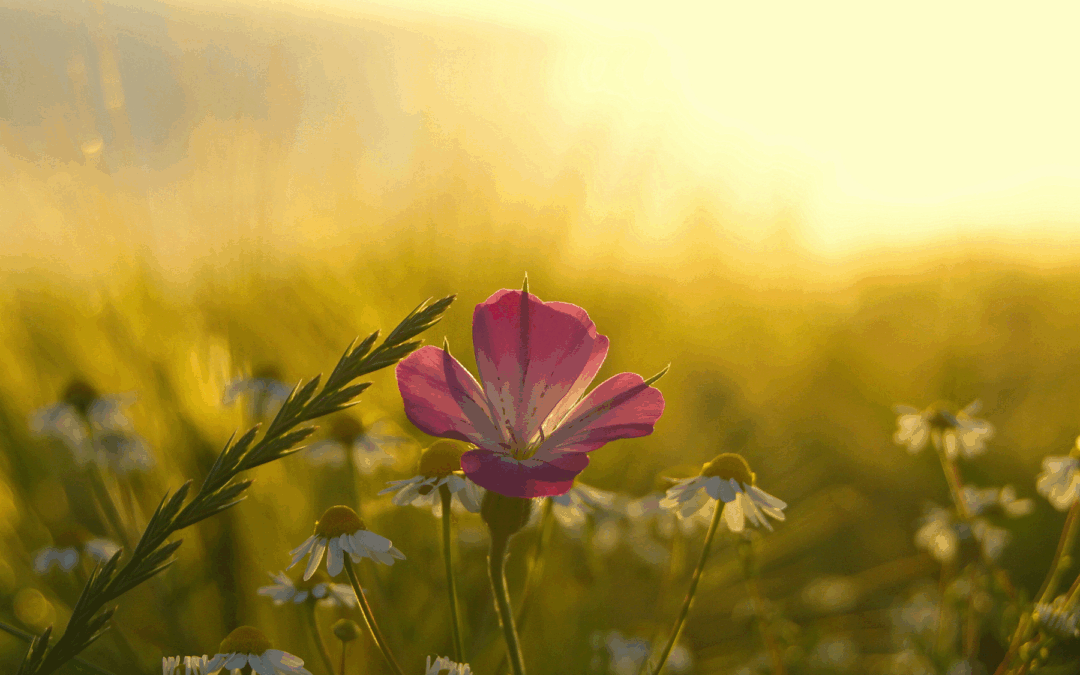 Meditation: Energy and Source (19:35 min)