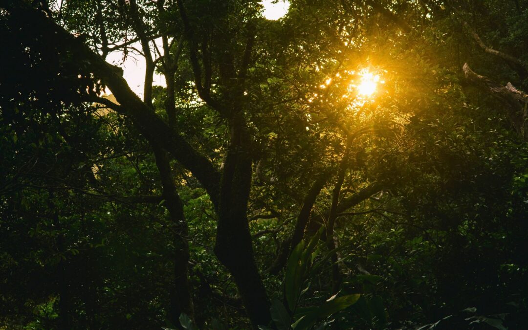 Fear as a Pathway to Loving Presence – Night Travelers