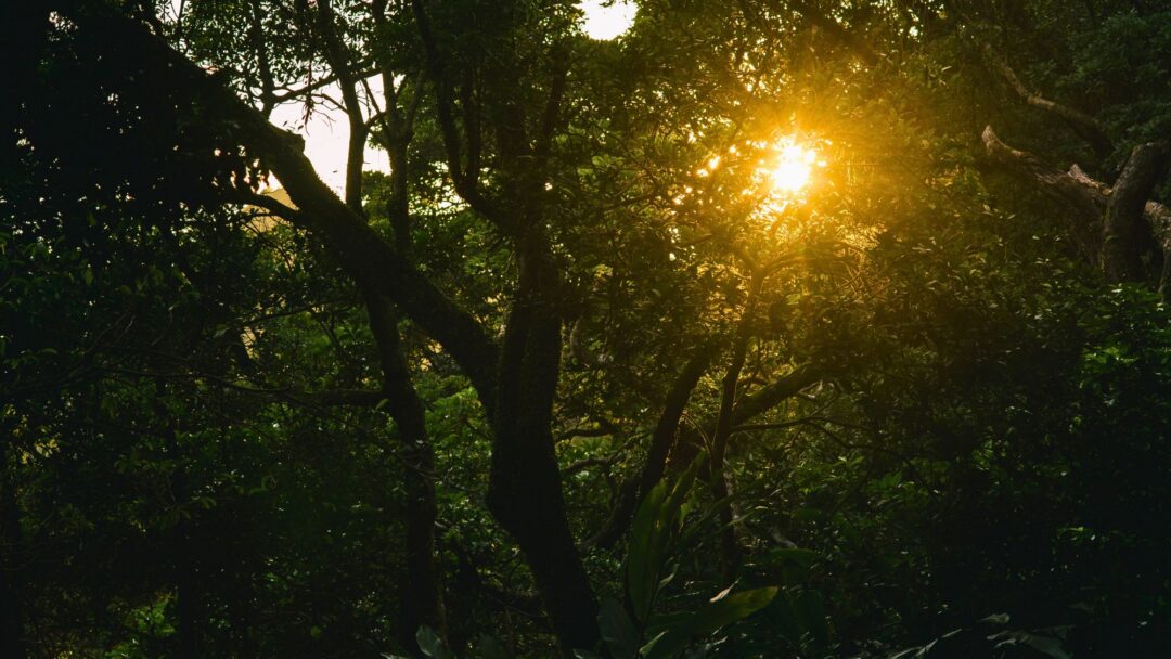 Fear as a Pathway to Loving Presence - Night Travelers