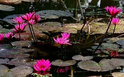 The Bodhisattva Path—Nurturing the River of Caring