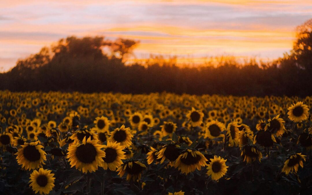 Love-Based Activism: A Conversation with Tara Brach and Mohsen Mahdawi – Part II