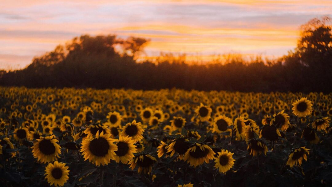 Love-Based Activism A Conversation with Tara Brach and Mohsen Mahdawi - Part 2